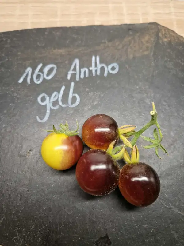 Tomaten: 160 Antho Gelb