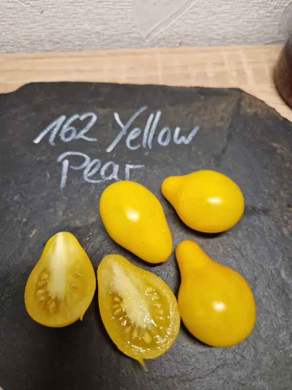 Tomaten: 162 Yellow Pear