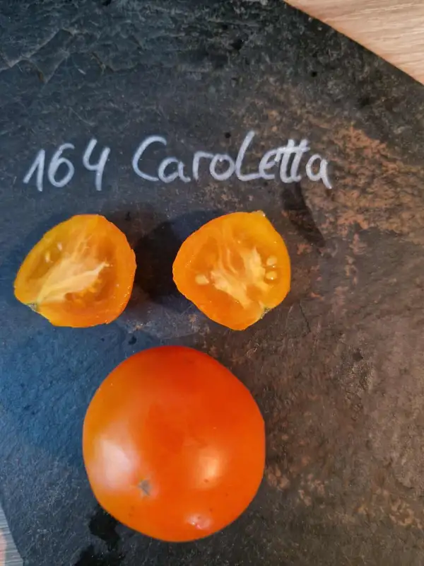 Tomaten: 164 Caroletta