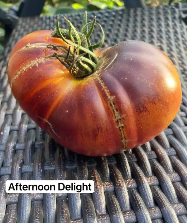 Tomaten: 17. Afternoon Delight