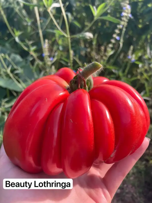 Tomaten: 18. Beauty Lotthringa