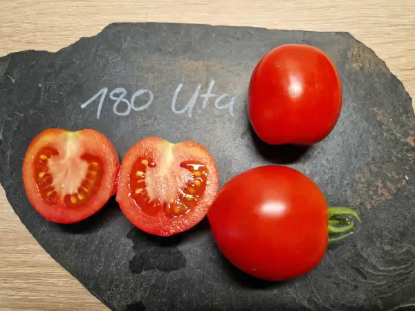 Tomaten: 180 Uta