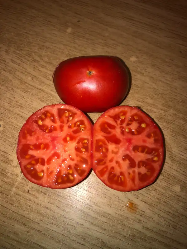 Tomaten: 1884