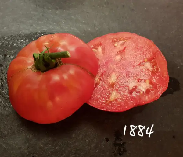 Tomaten: 1884