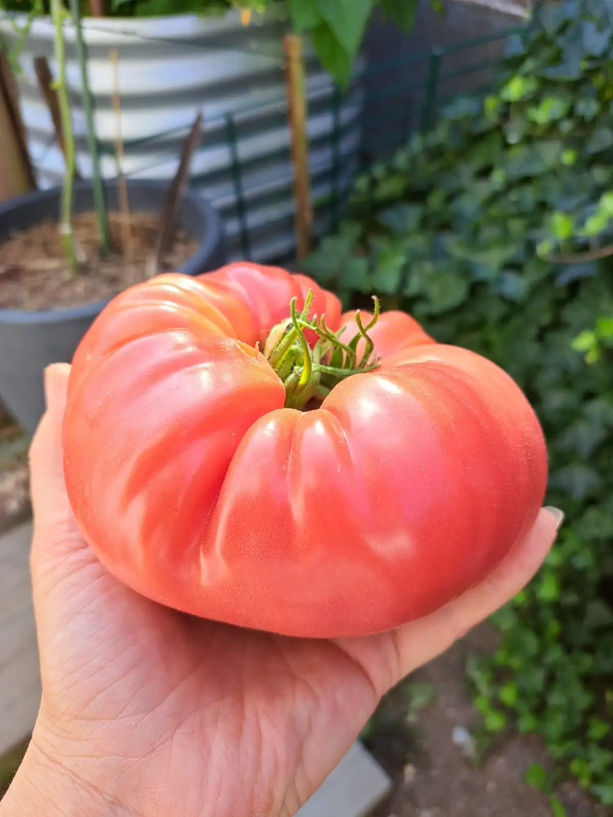 Tomaten: 1884 2025