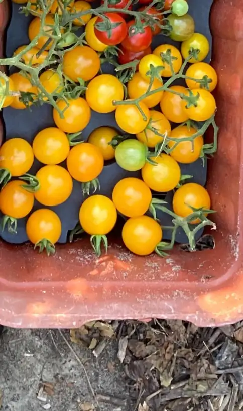 Tomaten: 19. Sunviva