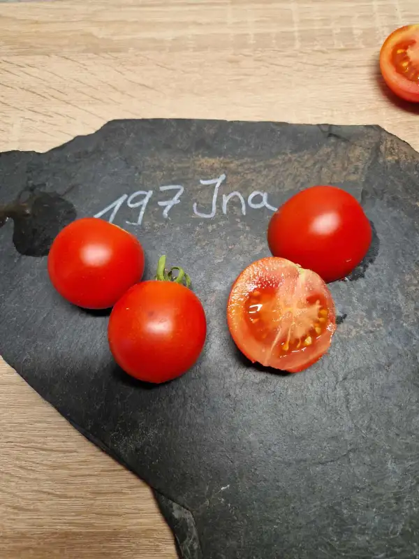 Tomaten: 197 Ina
