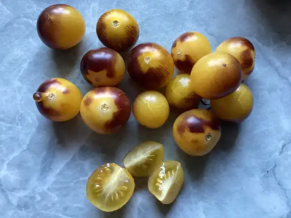 Tomaten: 1999 DW