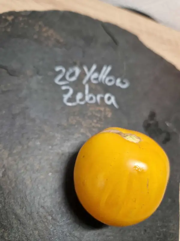 Tomaten: 20 Yellow Zebra