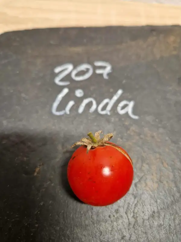 Tomaten: 207 Linda