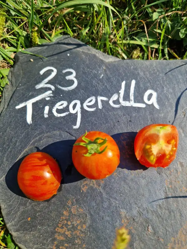 Tomaten: 23 Tigerella