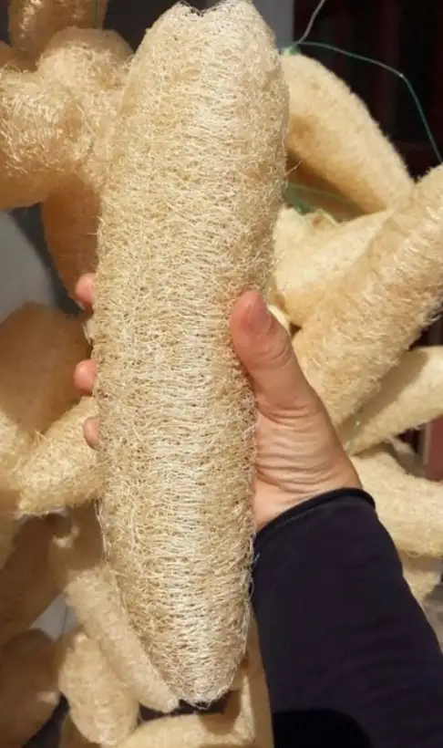 Gurken: 25 Luffa / Schwammgurke Samen – aus biologischem Anbau
