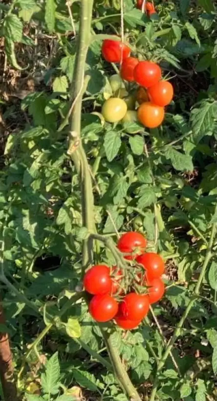 Tomaten: 25. Primabella