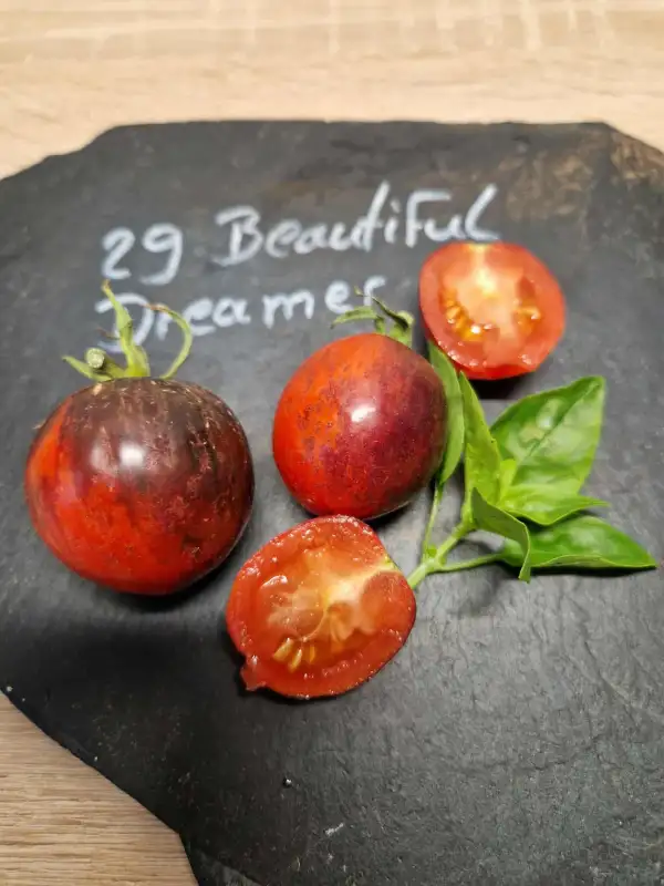 Tomaten: 29 Beautiful Dreamer