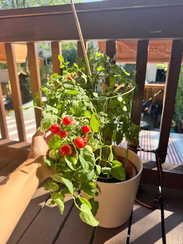 Tomaten: 3-Käse-Hoch