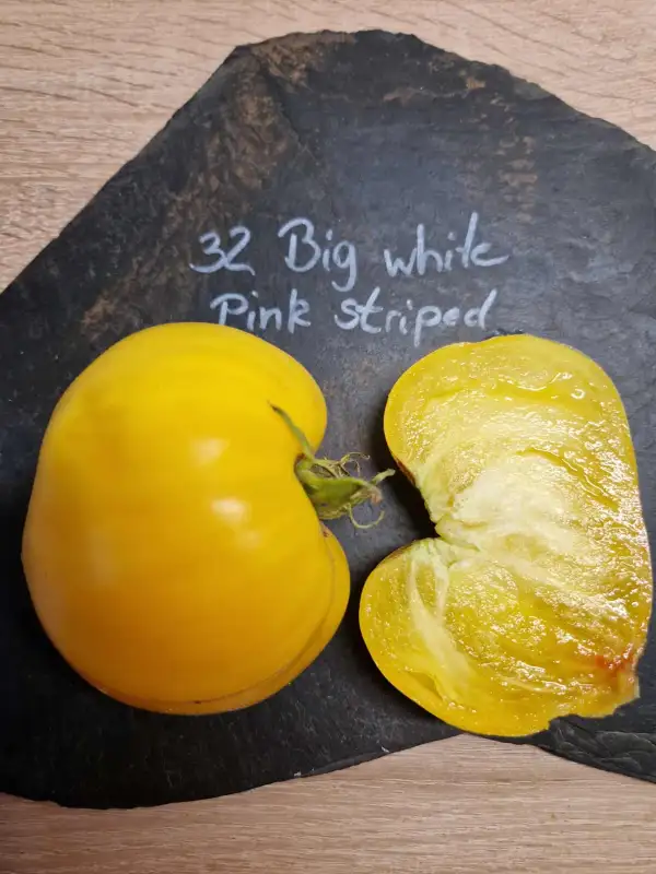 Tomaten: 32 Big White Pink Stripes