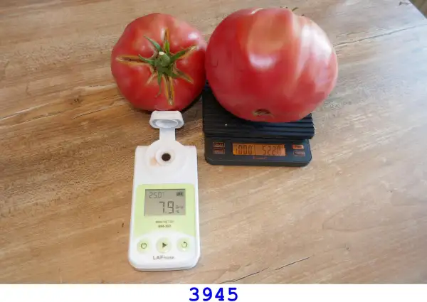 Tomaten: 3945