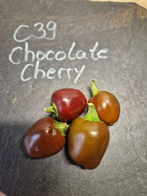 Chili / Paprika: 39C Chocolate Cherry