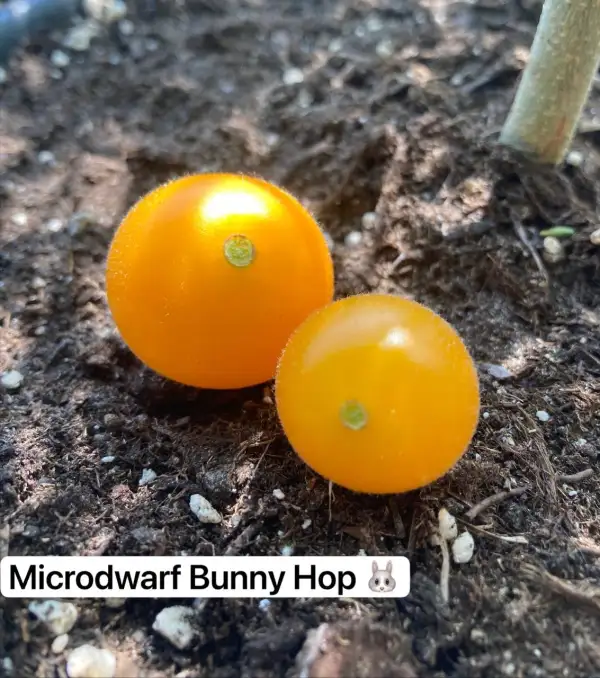 Tomaten: 4. Microdwarf Bunny Hop