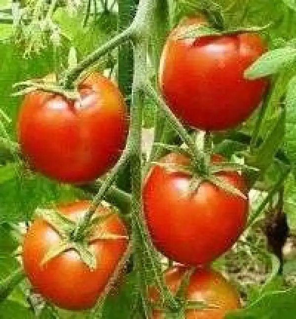 Tomaten: 42 Days