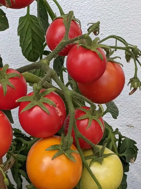 Tomaten: 42 Days