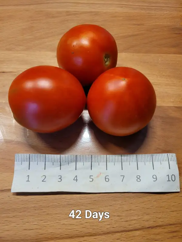 Tomaten: 42 Days