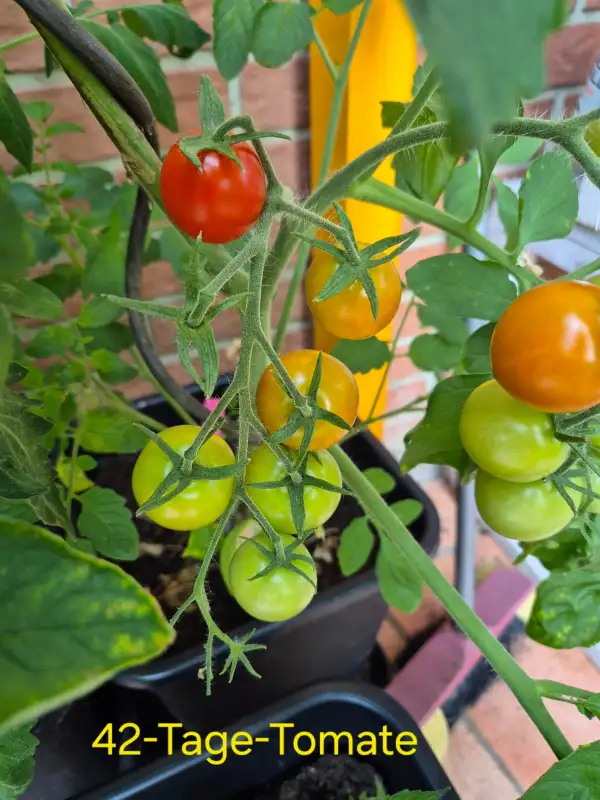 Tomaten: 42-Tage-Tomate