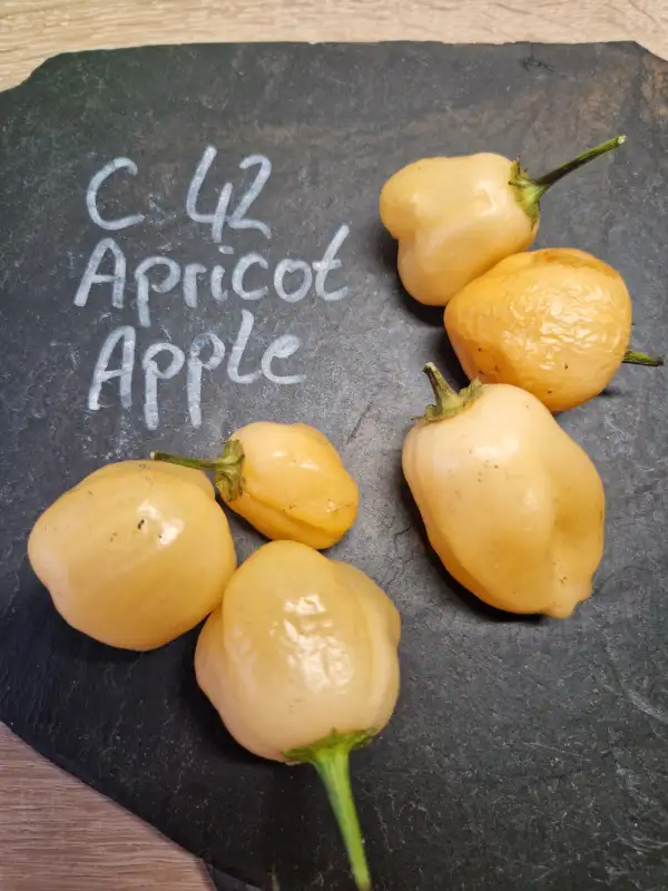 Chili / Paprika: 42C Apricot Apple