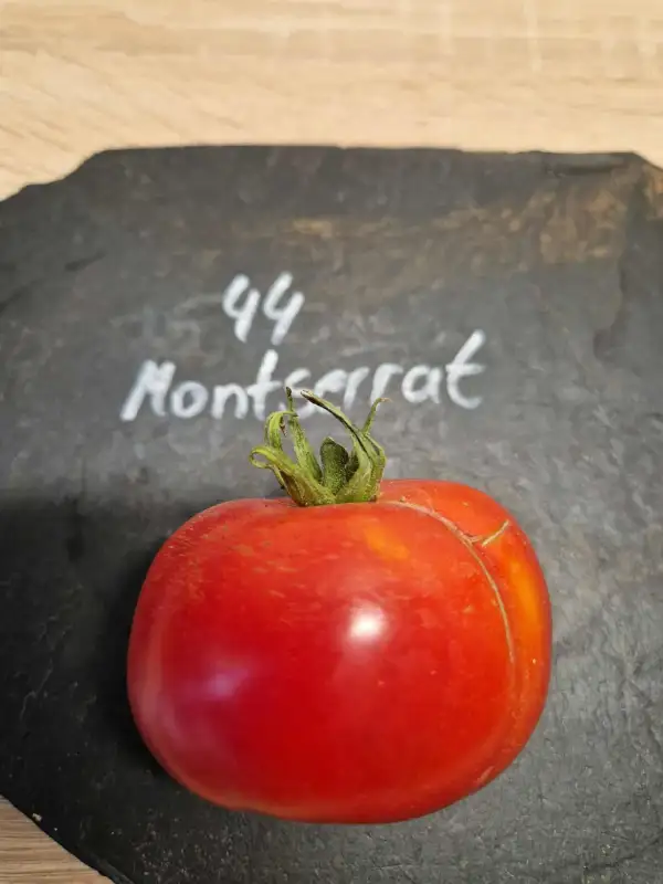 Tomaten: 44 Montserrat