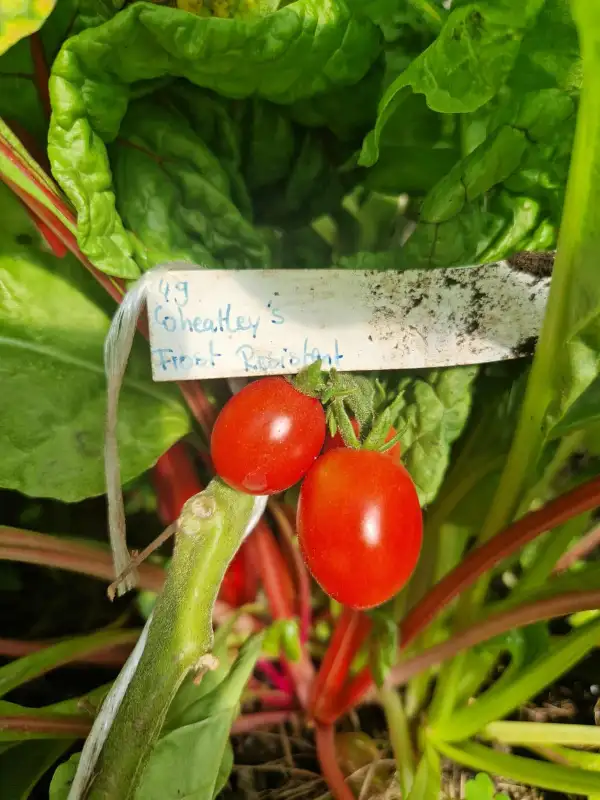 Tomaten: 49 Wheatleys Frost resistent