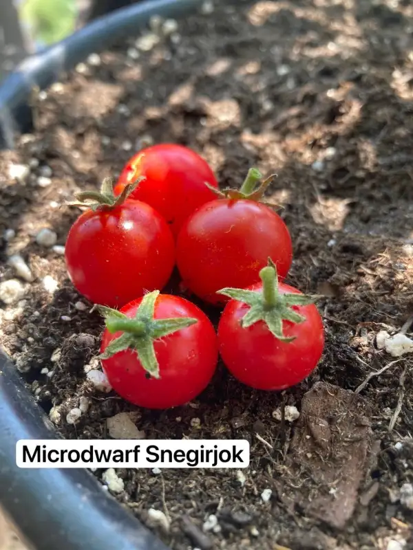 Tomaten: 5. Microdwarf Snegirjok