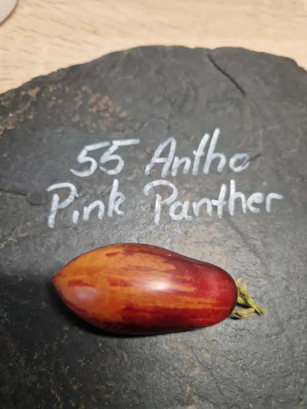Tomaten: 55 Antho Pink Panther