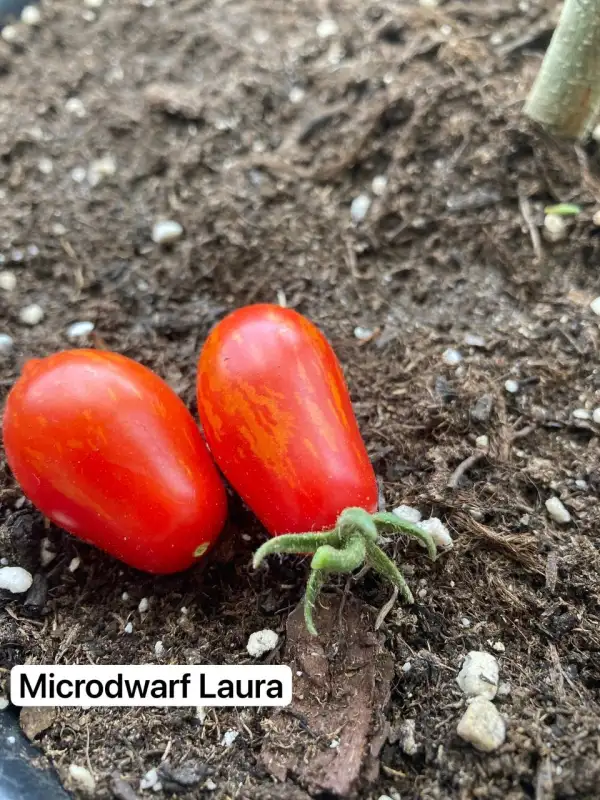 Tomaten: 7. Microdwarf Laura