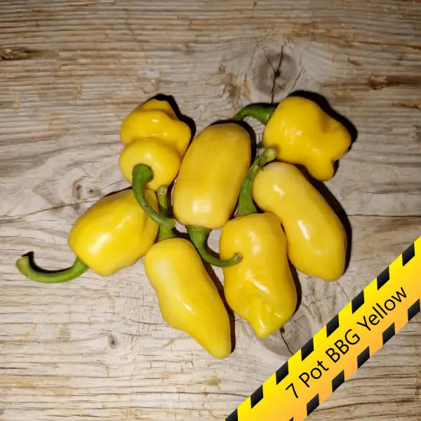 Chili: 7 Pot BBG Yellow