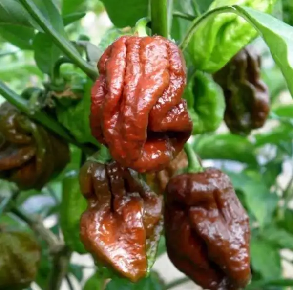 Chili / Paprika: 7 Pot chocolate