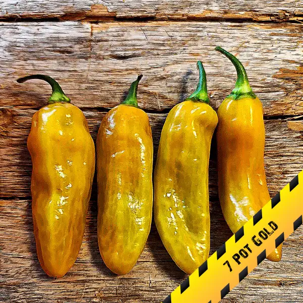 Chili: 7 Pot Gold