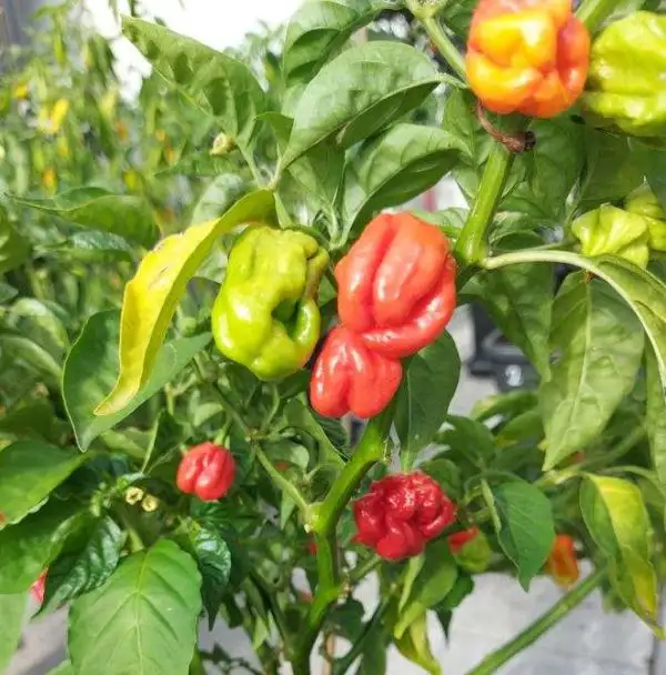 Chili / Paprika: 7 Pot Jonah