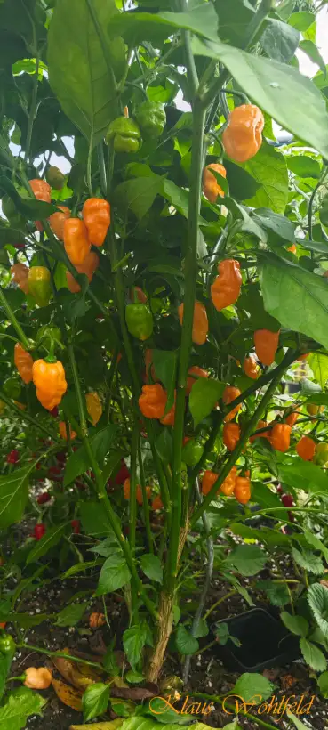 Chili / Paprika: 7 Pot Naga Apricot (Schärfe 10+)