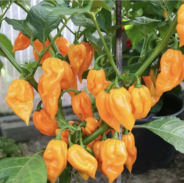 Chili / Paprika: 7 pot nebru yellow