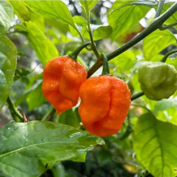 Chili / Paprika: 7 pot orange