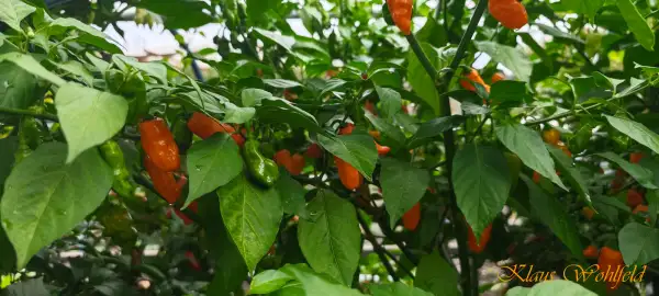 Chili / Paprika: 7 Pot Orange (Schärfe 10+)