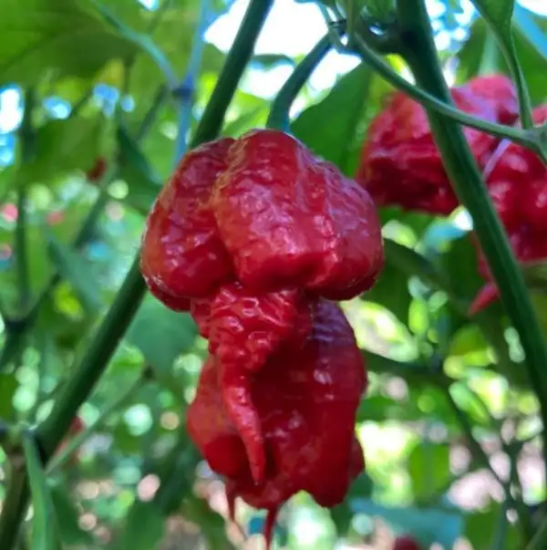 Chili / Paprika: 7 Pot troy primo