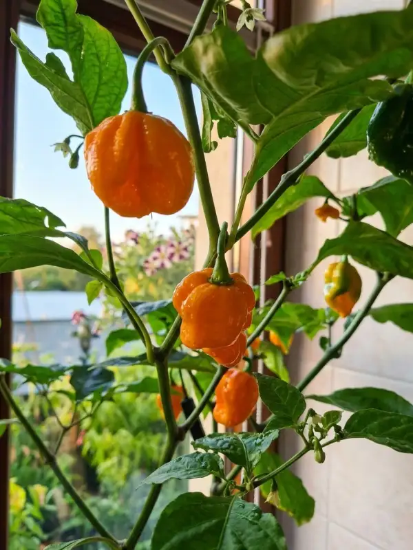 Chili: 7 Pot Yellow