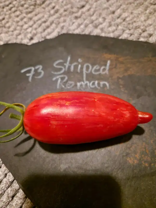 Tomaten: 73 Striped Roman