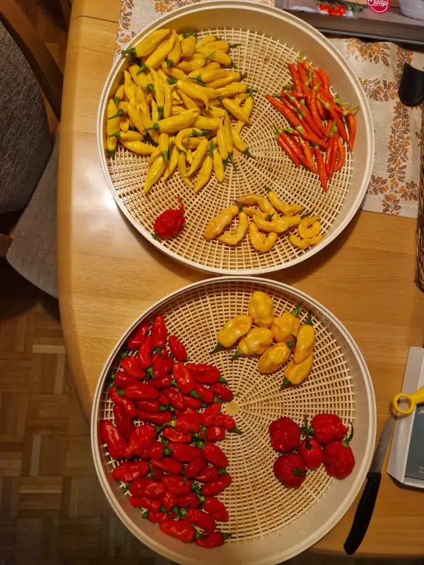 Chili: 7Pot Brain Strain