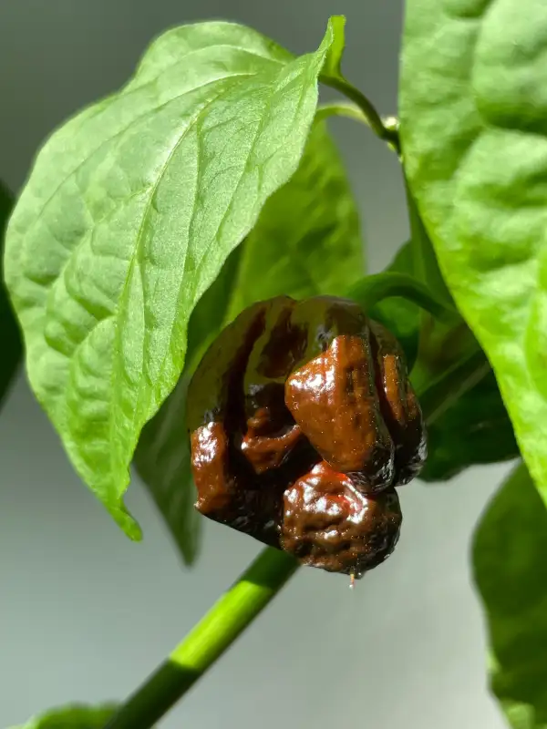 Chili / Paprika: 7Pot Congo Chocolate