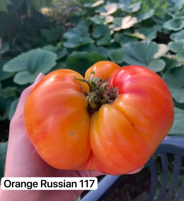 Tomaten: 8. Orange Russian 117