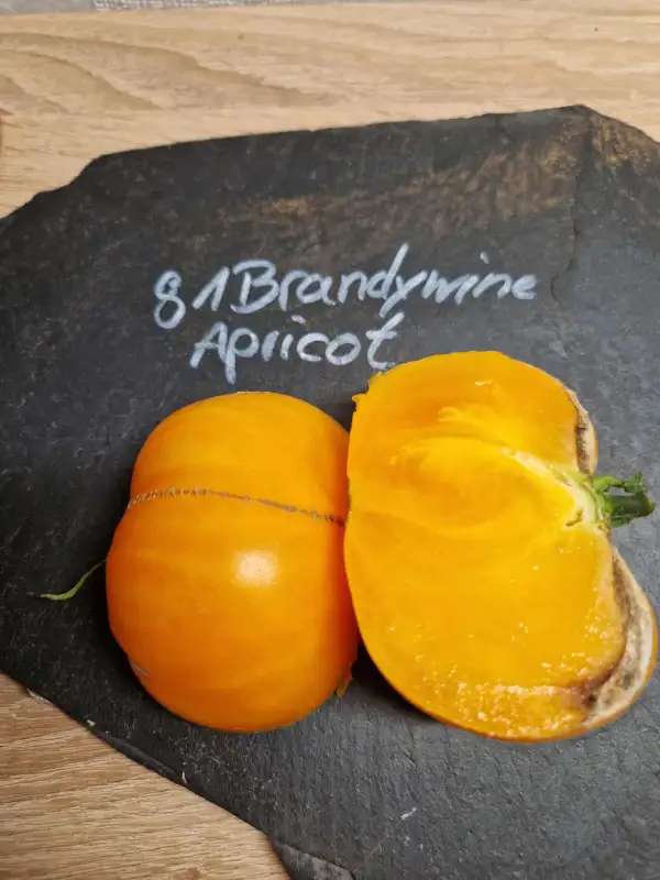 Tomaten: 81 Brandywine Apricot