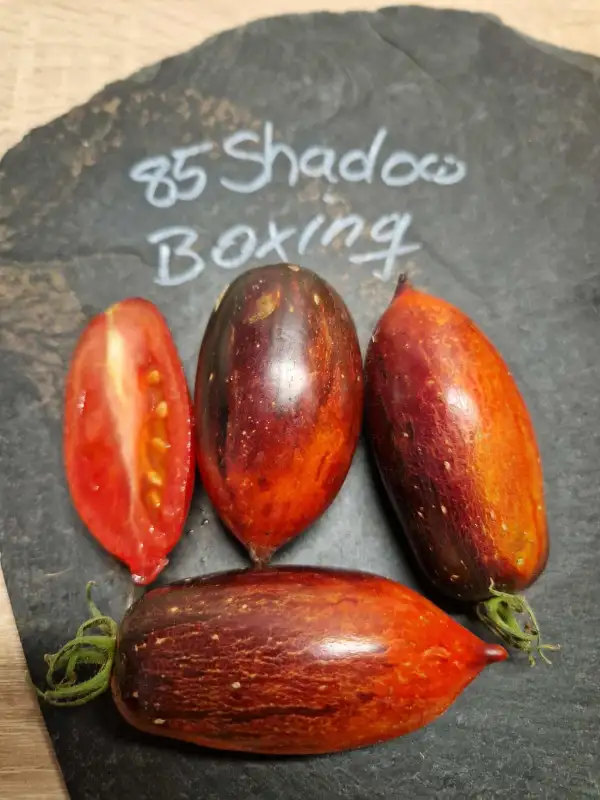Tomaten: 85 Shadow Boxing