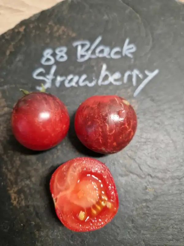 Tomaten: 88 Black Strawberry
